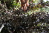  ( - BioBot10253)  @11 [ ] CreativeCommons - Attribution Non-Commercial Share-Alike (2011) Daniel H. Janzen Guanacaste Dry Forest Conservation Fund