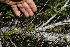  ( - BioBot10253)  @11 [ ] CreativeCommons - Attribution Non-Commercial Share-Alike (2011) Daniel H. Janzen Guanacaste Dry Forest Conservation Fund