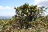  ( - BioBot10254)  @11 [ ] CreativeCommons - Attribution Non-Commercial Share-Alike (2011) Daniel H. Janzen Guanacaste Dry Forest Conservation Fund