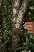  ( - BioBot10254)  @11 [ ] CreativeCommons - Attribution Non-Commercial Share-Alike (2011) Daniel H. Janzen Guanacaste Dry Forest Conservation Fund