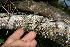  ( - BioBot10254)  @11 [ ] CreativeCommons - Attribution Non-Commercial Share-Alike (2011) Daniel H. Janzen Guanacaste Dry Forest Conservation Fund