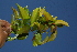  ( - BioBot10254)  @11 [ ] CreativeCommons - Attribution Non-Commercial Share-Alike (2011) Daniel H. Janzen Guanacaste Dry Forest Conservation Fund