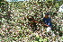  ( - BioBot10255)  @11 [ ] CreativeCommons - Attribution Non-Commercial Share-Alike (2011) Daniel H. Janzen Guanacaste Dry Forest Conservation Fund