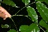  ( - BioBot10261)  @11 [ ] CreativeCommons - Attribution Non-Commercial Share-Alike (2011) Daniel H. Janzen Guanacaste Dry Forest Conservation Fund