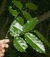  ( - BioBot10262)  @11 [ ] CreativeCommons - Attribution Non-Commercial Share-Alike (2011) Daniel H. Janzen Guanacaste Dry Forest Conservation Fund