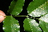  ( - BioBot10263)  @11 [ ] CreativeCommons - Attribution Non-Commercial Share-Alike (2011) Daniel H. Janzen Guanacaste Dry Forest Conservation Fund