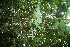  ( - BioBot10272)  @11 [ ] CreativeCommons - Attribution Non-Commercial Share-Alike (2011) Daniel H. Janzen Guanacaste Dry Forest Conservation Fund