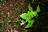  ( - BioBot10288)  @11 [ ] CreativeCommons - Attribution Non-Commercial Share-Alike (2011) Daniel H. Janzen Guanacaste Dry Forest Conservation Fund