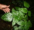  ( - BioBot10288)  @11 [ ] CreativeCommons - Attribution Non-Commercial Share-Alike (2011) Daniel H. Janzen Guanacaste Dry Forest Conservation Fund
