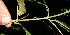  ( - BioBot10306)  @11 [ ] CreativeCommons - Attribution Non-Commercial Share-Alike (2011) Daniel H. Janzen Guanacaste Dry Forest Conservation Fund