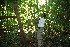  ( - BioBot10313)  @11 [ ] CreativeCommons - Attribution Non-Commercial Share-Alike (2011) Daniel H. Janzen Guanacaste Dry Forest Conservation Fund