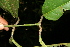 ( - BioBot10313)  @11 [ ] CreativeCommons - Attribution Non-Commercial Share-Alike (2011) Daniel H. Janzen Guanacaste Dry Forest Conservation Fund