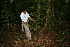  ( - BioBot10315)  @11 [ ] CreativeCommons - Attribution Non-Commercial Share-Alike (2011) Daniel H. Janzen Guanacaste Dry Forest Conservation Fund