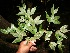  ( - BioBot10318)  @11 [ ] CreativeCommons - Attribution Non-Commercial Share-Alike (2011) Daniel H. Janzen Guanacaste Dry Forest Conservation Fund