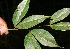  ( - BioBot10318)  @11 [ ] CreativeCommons - Attribution Non-Commercial Share-Alike (2011) Daniel H. Janzen Guanacaste Dry Forest Conservation Fund
