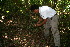  ( - BioBot10319)  @11 [ ] CreativeCommons - Attribution Non-Commercial Share-Alike (2011) Daniel H. Janzen Guanacaste Dry Forest Conservation Fund