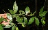  ( - BioBot10319)  @11 [ ] CreativeCommons - Attribution Non-Commercial Share-Alike (2011) Daniel H. Janzen Guanacaste Dry Forest Conservation Fund