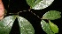  ( - BioBot10319)  @11 [ ] CreativeCommons - Attribution Non-Commercial Share-Alike (2011) Daniel H. Janzen Guanacaste Dry Forest Conservation Fund