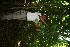  ( - BioBot10322)  @11 [ ] CreativeCommons - Attribution Non-Commercial Share-Alike (2011) Daniel H. Janzen Guanacaste Dry Forest Conservation Fund
