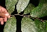  (Licania riverae - BioBot10322)  @11 [ ] CreativeCommons - Attribution Non-Commercial Share-Alike (2011) Daniel H. Janzen Guanacaste Dry Forest Conservation Fund