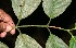  ( - BioBot10324)  @11 [ ] CreativeCommons - Attribution Non-Commercial Share-Alike (2011) Daniel H. Janzen Guanacaste Dry Forest Conservation Fund