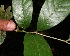  ( - BioBot10330)  @11 [ ] CreativeCommons - Attribution Non-Commercial Share-Alike (2011) Daniel H. Janzen Guanacaste Dry Forest Conservation Fund