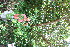  ( - BioBot10353)  @11 [ ] CreativeCommons - Attribution Non-Commercial Share-Alike (2011) Daniel H. Janzen Guanacaste Dry Forest Conservation Fund