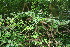  ( - BioBot10428)  @11 [ ] CreativeCommons - Attribution Non-Commercial Share-Alike (2011) Daniel H. Janzen Guanacaste Dry Forest Conservation Fund