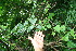  ( - BioBot10428)  @11 [ ] CreativeCommons - Attribution Non-Commercial Share-Alike (2011) Daniel H. Janzen Guanacaste Dry Forest Conservation Fund