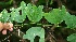  ( - BioBot10428)  @11 [ ] CreativeCommons - Attribution Non-Commercial Share-Alike (2011) Daniel H. Janzen Guanacaste Dry Forest Conservation Fund