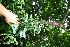  ( - BioBot10430)  @11 [ ] CreativeCommons - Attribution Non-Commercial Share-Alike (2011) Daniel H. Janzen Guanacaste Dry Forest Conservation Fund