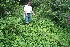  (Delilia - BioBot10464)  @11 [ ] CreativeCommons - Attribution Non-Commercial Share-Alike (2011) Daniel H. Janzen Guanacaste Dry Forest Conservation Fund
