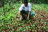  ( - BioBot10466)  @11 [ ] CreativeCommons - Attribution Non-Commercial Share-Alike (2011) Daniel H. Janzen Guanacaste Dry Forest Conservation Fund