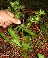  ( - BioBot10468)  @11 [ ] CreativeCommons - Attribution Non-Commercial Share-Alike (2011) Daniel H. Janzen Guanacaste Dry Forest Conservation Fund