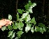  ( - BioBot10483)  @11 [ ] CreativeCommons - Attribution Non-Commercial Share-Alike (2011) Daniel H. Janzen Guanacaste Dry Forest Conservation Fund