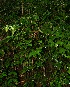  ( - BioBot10497)  @11 [ ] CreativeCommons - Attribution Non-Commercial Share-Alike (2011) Daniel H. Janzen Guanacaste Dry Forest Conservation Fund