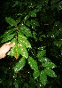  ( - BioBot10497)  @11 [ ] CreativeCommons - Attribution Non-Commercial Share-Alike (2011) Daniel H. Janzen Guanacaste Dry Forest Conservation Fund
