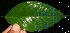  (Plinia guatemalensis - BioBot10497)  @11 [ ] CreativeCommons - Attribution Non-Commercial Share-Alike (2011) Daniel H. Janzen Guanacaste Dry Forest Conservation Fund