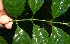  ( - BioBot10498)  @11 [ ] CreativeCommons - Attribution Non-Commercial Share-Alike (2011) Daniel H. Janzen Guanacaste Dry Forest Conservation Fund