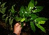  ( - BioBot10501)  @11 [ ] CreativeCommons - Attribution Non-Commercial Share-Alike (2011) Daniel H. Janzen Guanacaste Dry Forest Conservation Fund