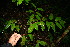  ( - BioBot10506)  @11 [ ] CreativeCommons - Attribution Non-Commercial Share-Alike (2011) Daniel H. Janzen Guanacaste Dry Forest Conservation Fund
