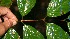  ( - BioBot10506)  @11 [ ] CreativeCommons - Attribution Non-Commercial Share-Alike (2011) Daniel H. Janzen Guanacaste Dry Forest Conservation Fund