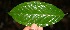 ( - BioBot10506)  @11 [ ] CreativeCommons - Attribution Non-Commercial Share-Alike (2011) Daniel H. Janzen Guanacaste Dry Forest Conservation Fund