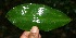  (Costus pulverulentus - BioBot10507)  @11 [ ] CreativeCommons - Attribution Non-Commercial Share-Alike (2011) Daniel H. Janzen Guanacaste Dry Forest Conservation Fund