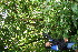  ( - BioBot10534)  @11 [ ] CreativeCommons - Attribution Non-Commercial Share-Alike (2011) Daniel H. Janzen Guanacaste Dry Forest Conservation Fund