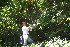  ( - BioBot10540)  @11 [ ] CreativeCommons - Attribution Non-Commercial Share-Alike (2011) Daniel H. Janzen Guanacaste Dry Forest Conservation Fund