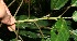 ( - BioBot10540)  @11 [ ] CreativeCommons - Attribution Non-Commercial Share-Alike (2011) Daniel H. Janzen Guanacaste Dry Forest Conservation Fund