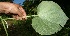  (Piper umbellatum - BioBot10587)  @11 [ ] CreativeCommons - Attribution Non-Commercial Share-Alike (2011) Daniel H. Janzen Guanacaste Dry Forest Conservation Fund