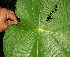  ( - BioBot10588)  @11 [ ] CreativeCommons - Attribution Non-Commercial Share-Alike (2011) Daniel H. Janzen Guanacaste Dry Forest Conservation Fund