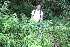  (Hyptis obtusifolia - BioBot10599)  @11 [ ] CreativeCommons - Attribution Non-Commercial Share-Alike (2011) Daniel H. Janzen Guanacaste Dry Forest Conservation Fund